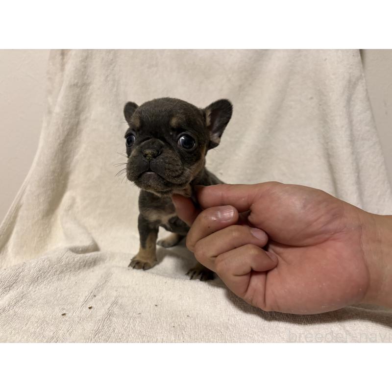 販売中の福岡県のフレンチブルドッグ-427108の3枚目