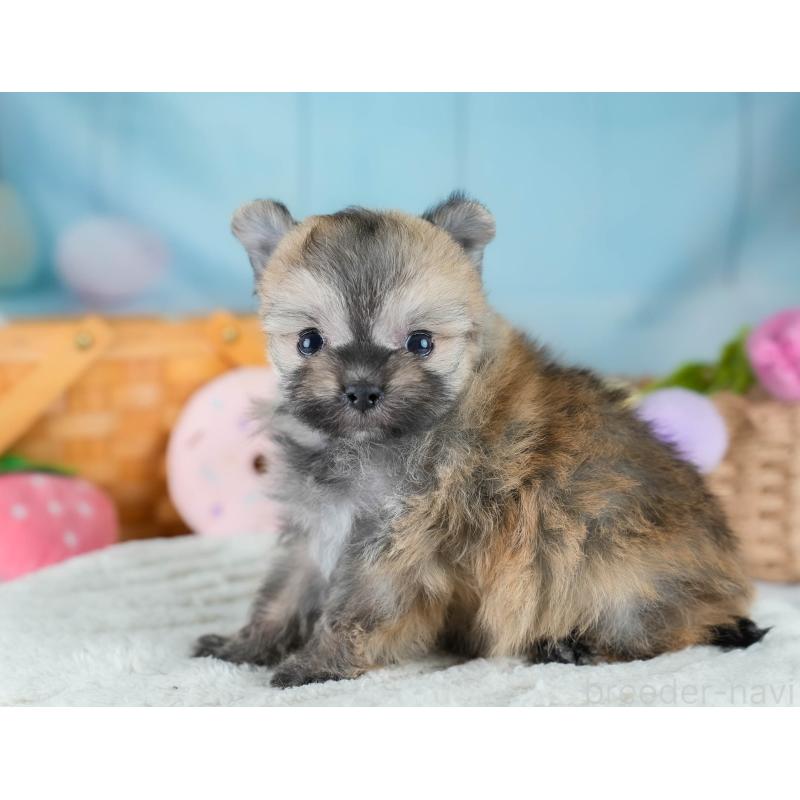 販売中の埼玉県のポメマル:ポメラニアン×マルチーズ-427243の6枚目