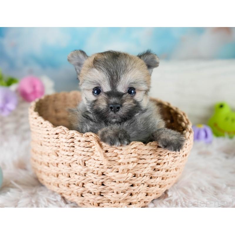 販売中の埼玉県のポメマル:ポメラニアン×マルチーズ-427243の5枚目