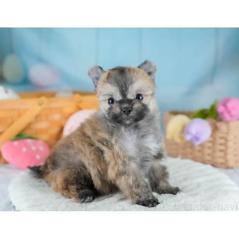 販売中の埼玉県のポメマル:ポメラニアン×マルチーズ-427243の4枚目
