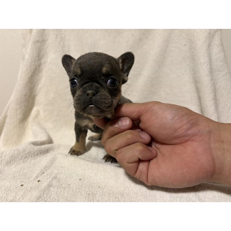 販売中の福岡県のフレンチブルドッグ-427108の2枚目