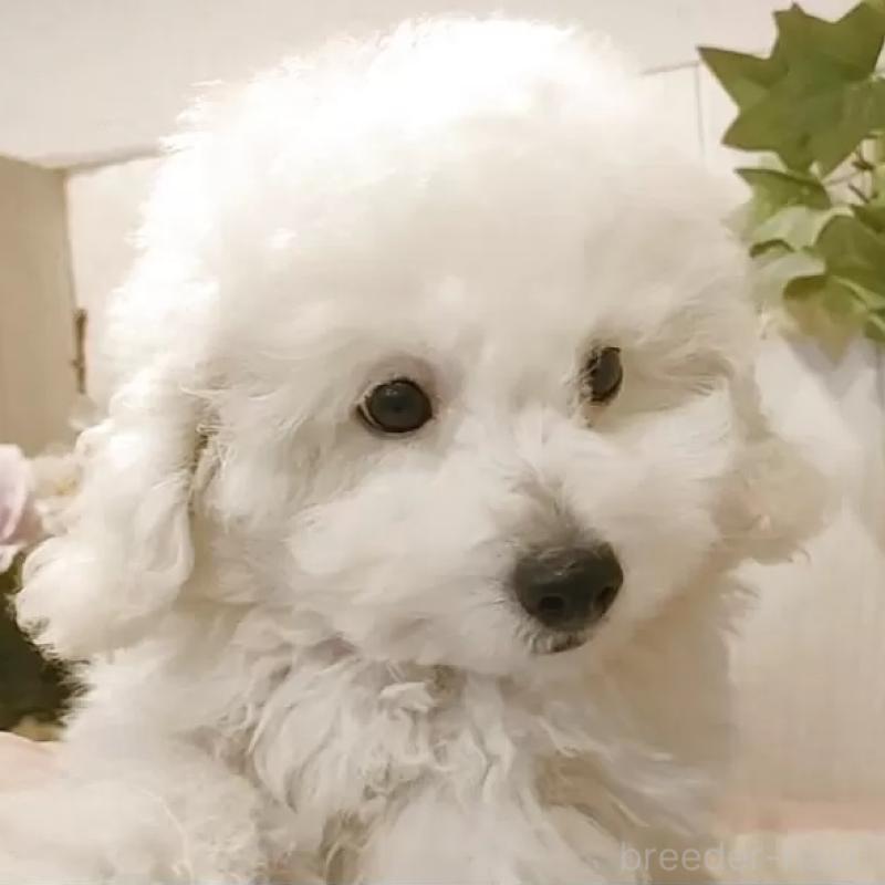 販売中の愛知県のタイニープードル-418777