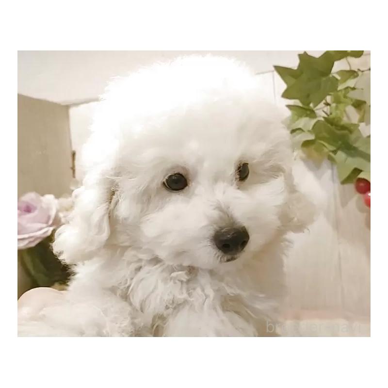 販売中の愛知県のタイニープードル-418777の12枚目