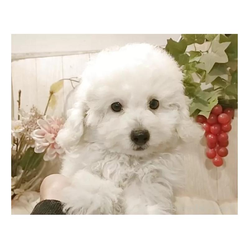 販売中の愛知県のタイニープードル-418777の10枚目