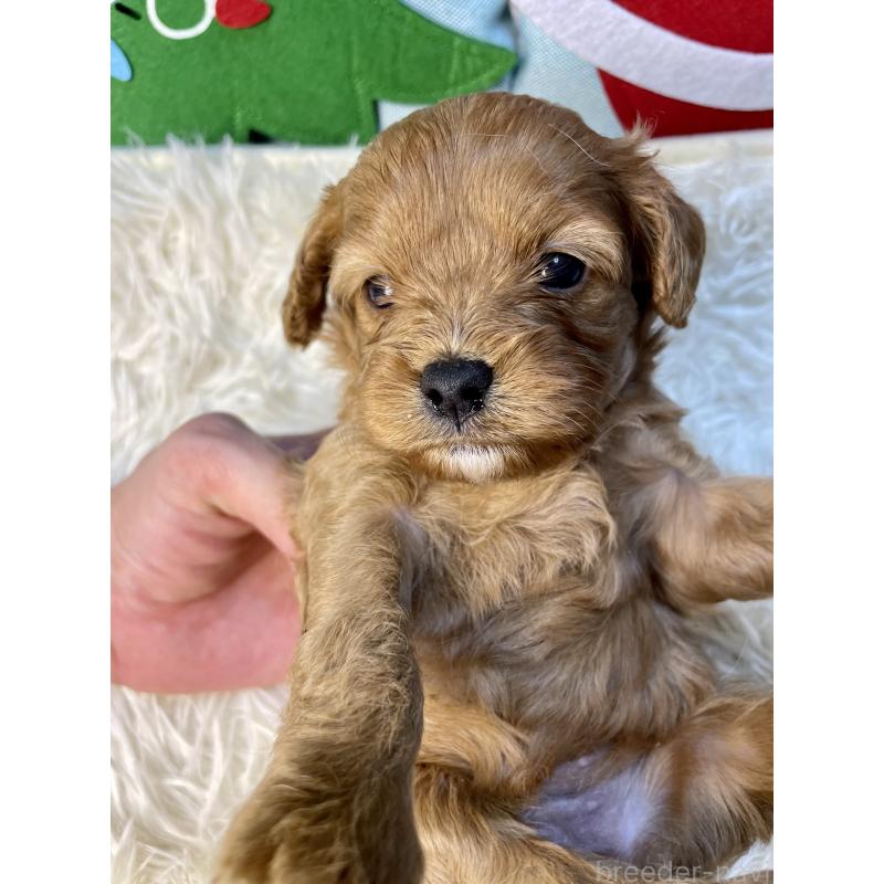 販売中の神奈川県のキャバプー:キャバリア×トイプードル-427109の5枚目