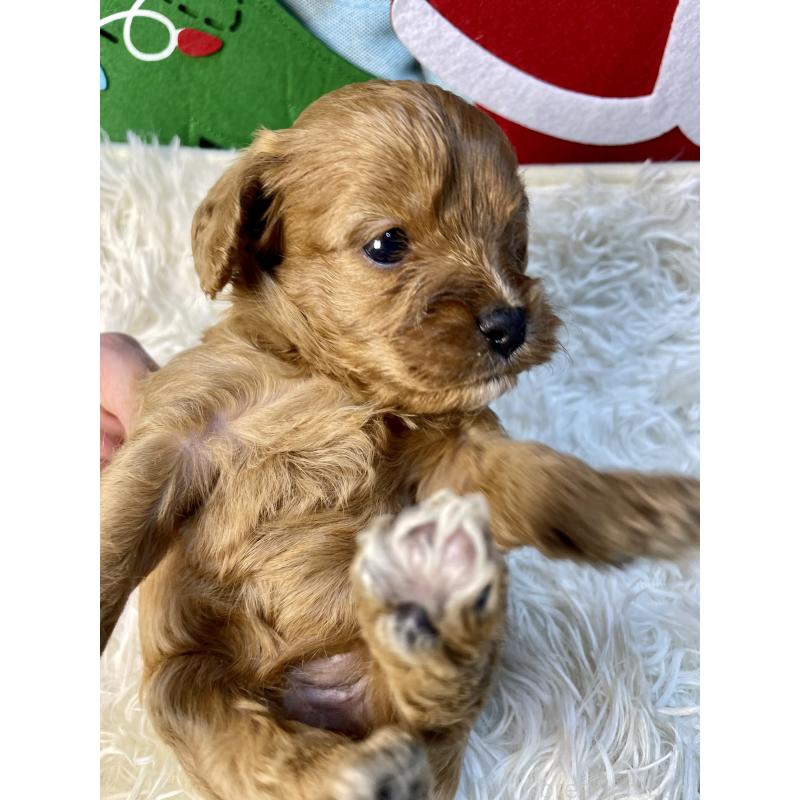 販売中の神奈川県のキャバプー:キャバリア×トイプードル-427109の4枚目