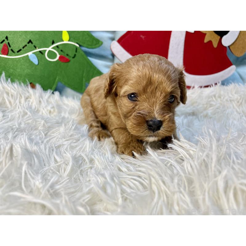 販売中の神奈川県のキャバプー:キャバリア×トイプードル-427109の3枚目