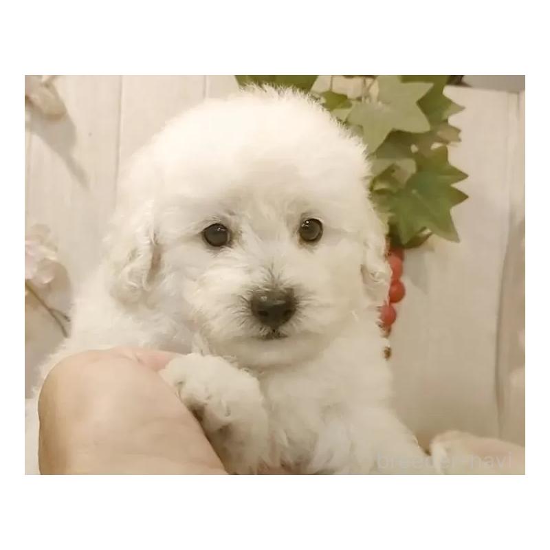 販売中の愛知県のタイニープードル-418777の8枚目