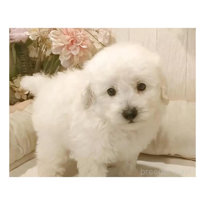 販売中の愛知県のタイニープードル-418777の7枚目