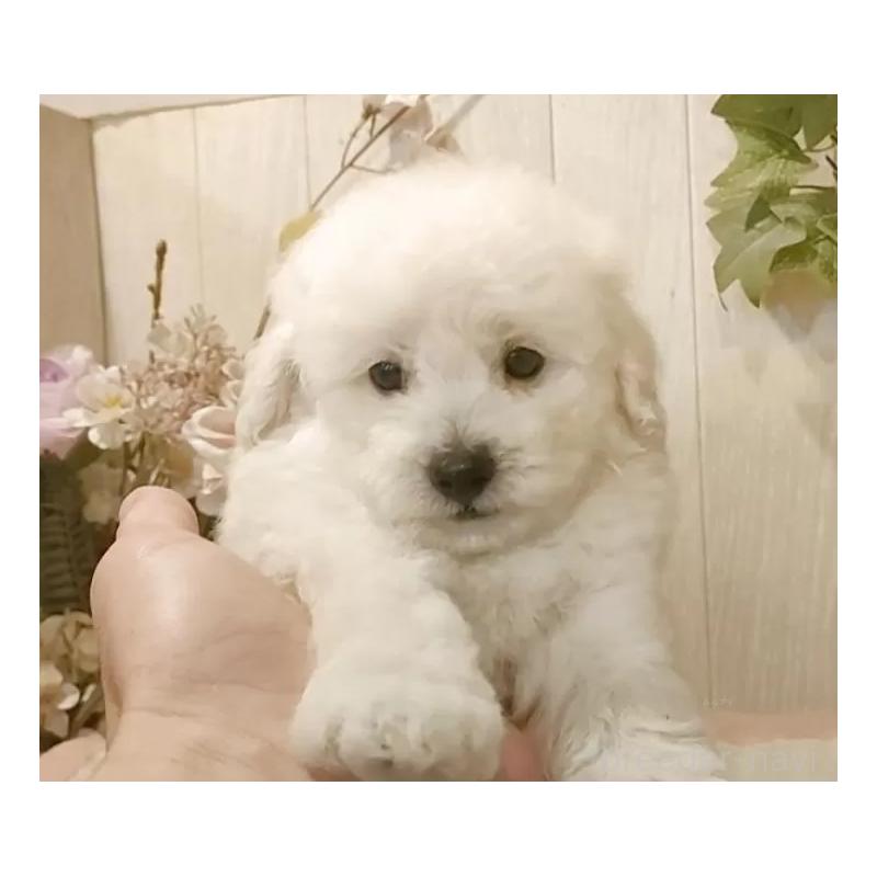 販売中の愛知県のタイニープードル-418777の6枚目