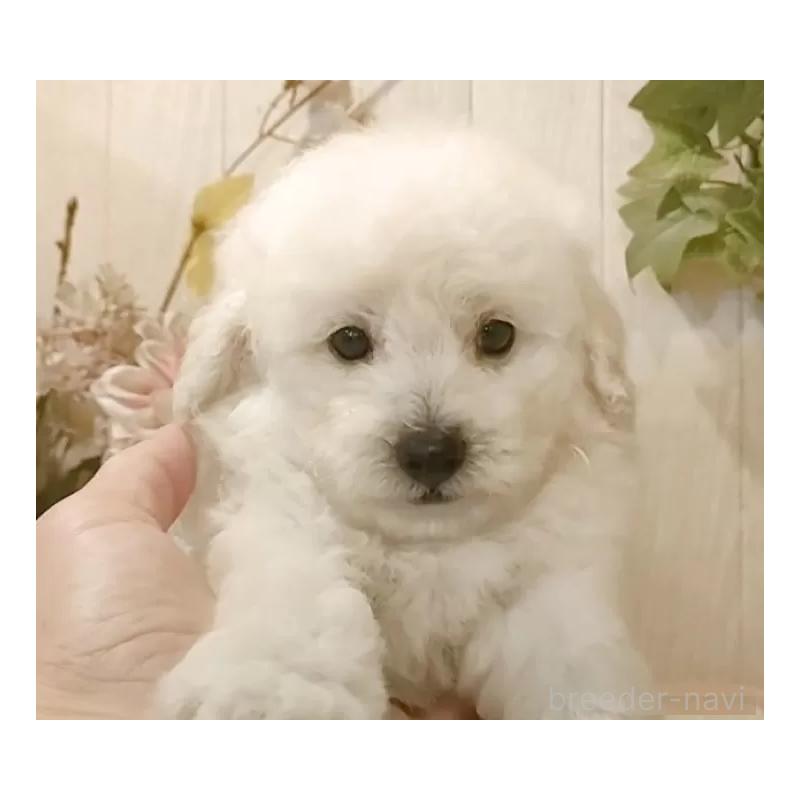 販売中の愛知県のタイニープードル-418777の5枚目