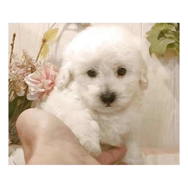 販売中の愛知県のタイニープードル-418777の4枚目