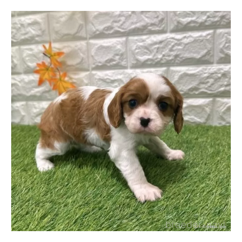 販売中の愛知県のキャバリアキングチャールズスパニエル-427112の5枚目