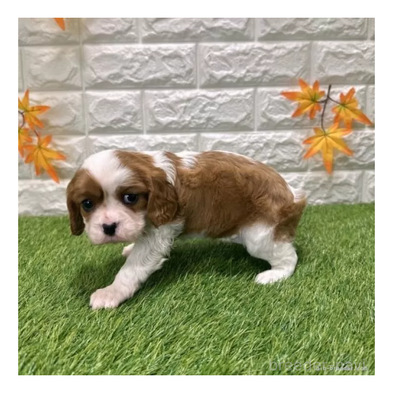 販売中の愛知県のキャバリアキングチャールズスパニエル-427112の4枚目