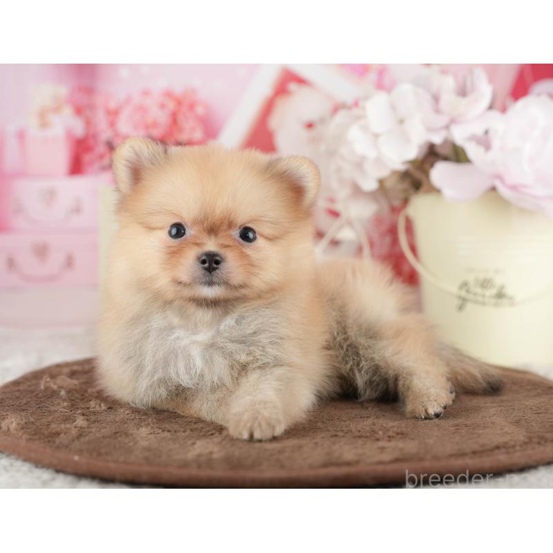 販売中の茨城県のポメラニアン-427110の6枚目