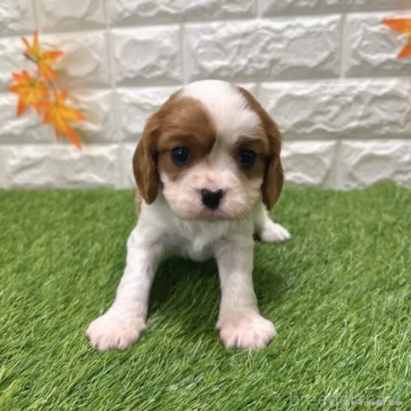 販売中の愛知県のキャバリアキングチャールズスパニエル-427112の3枚目