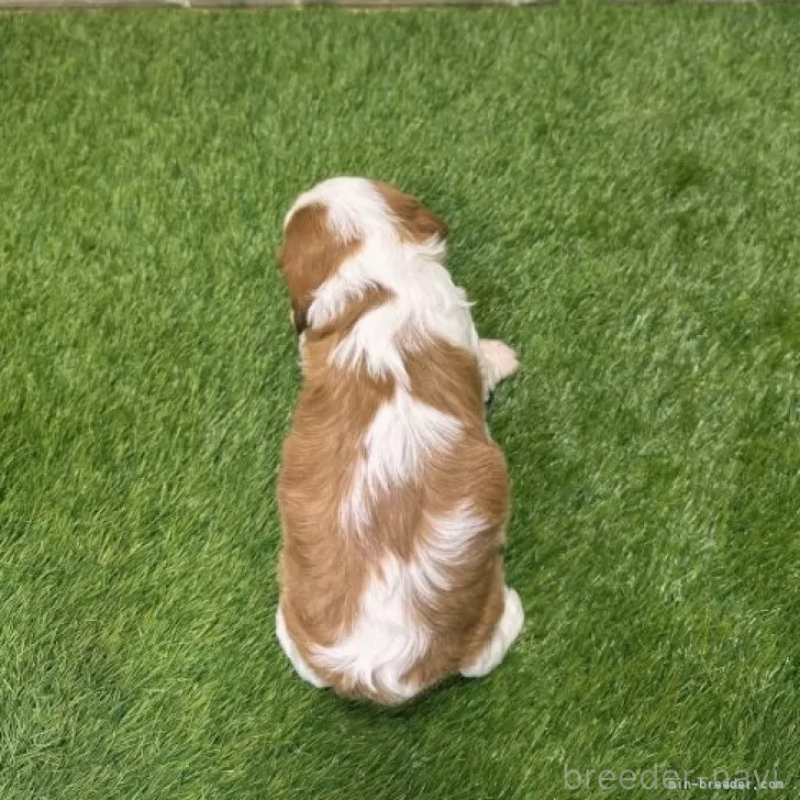 販売中の愛知県のキャバリアキングチャールズスパニエル-427112の2枚目