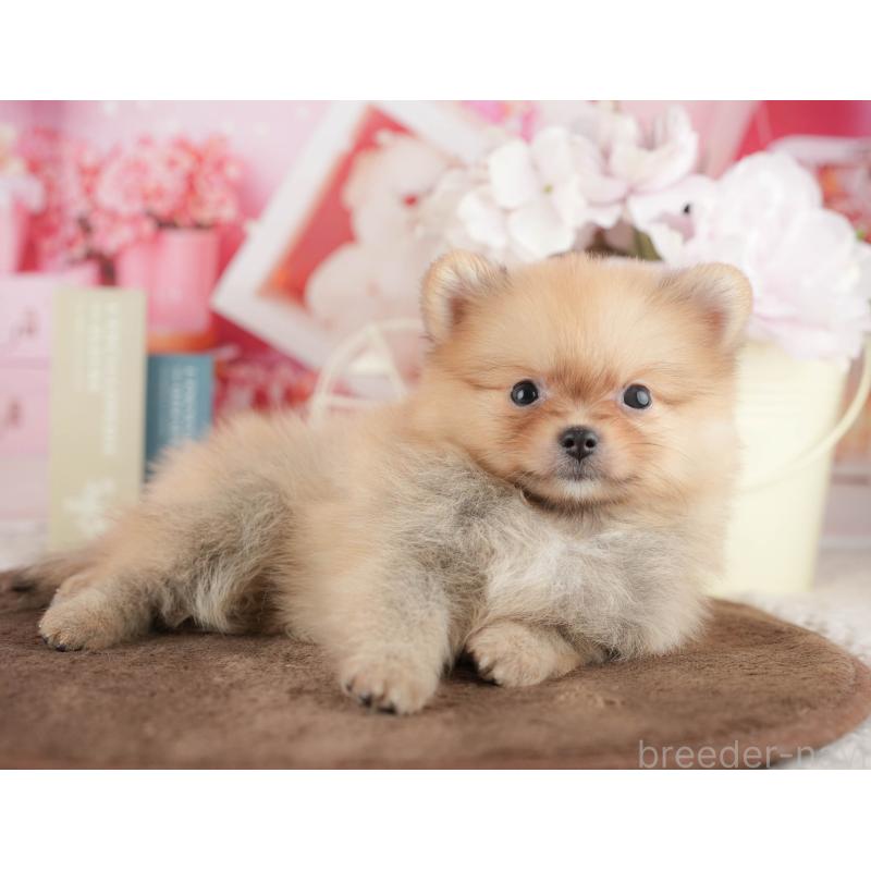 販売中の茨城県のポメラニアン-427110の5枚目