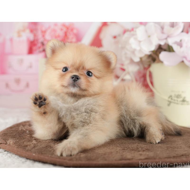 販売中の茨城県のポメラニアン-427110の3枚目