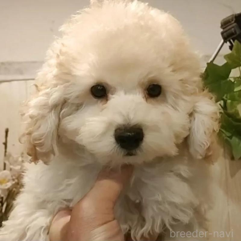 販売中の愛知県のタイニープードル-418778