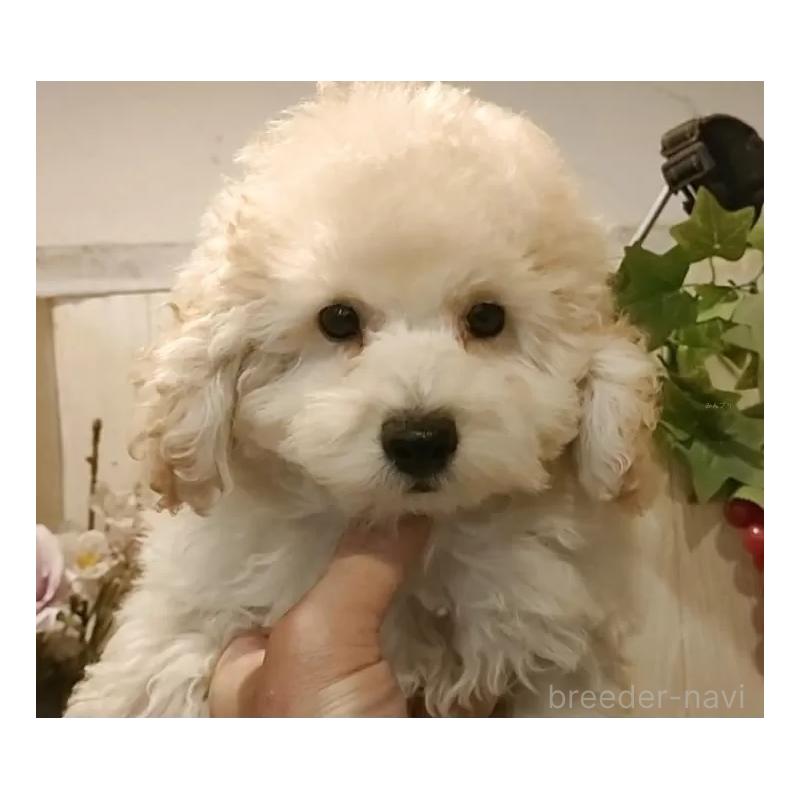 成約済の愛知県のタイニープードル-418778の15枚目