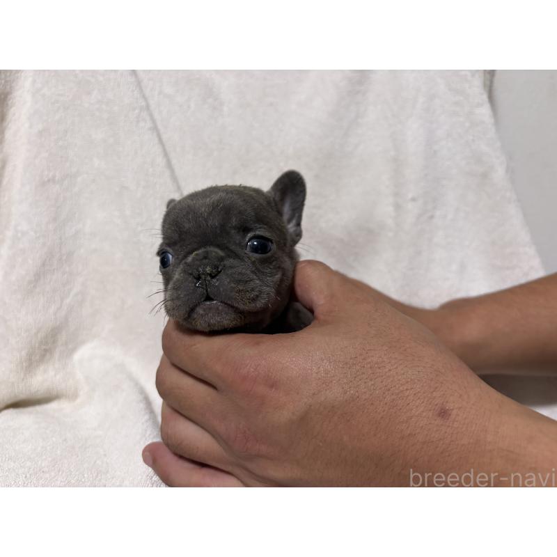 販売中の福岡県のフレンチブルドッグ-427111の5枚目