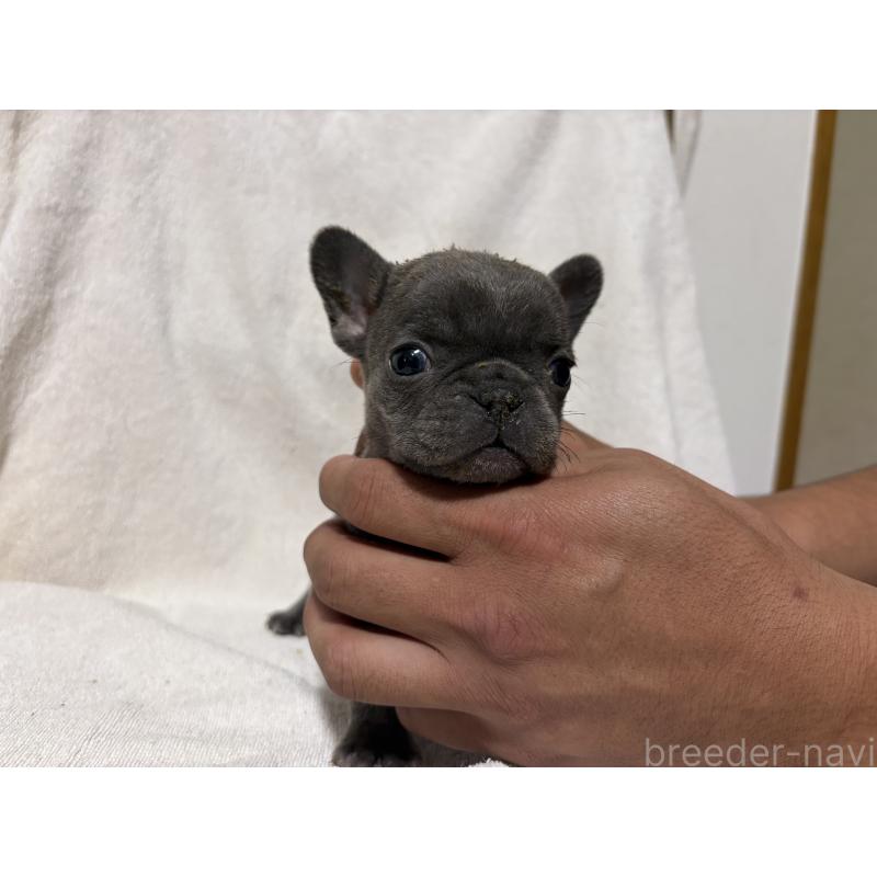 販売中の福岡県のフレンチブルドッグ-427111の4枚目