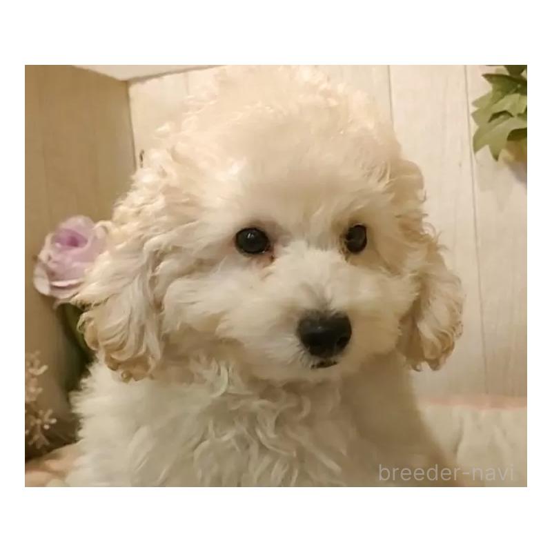 成約済の愛知県のタイニープードル-418778の13枚目