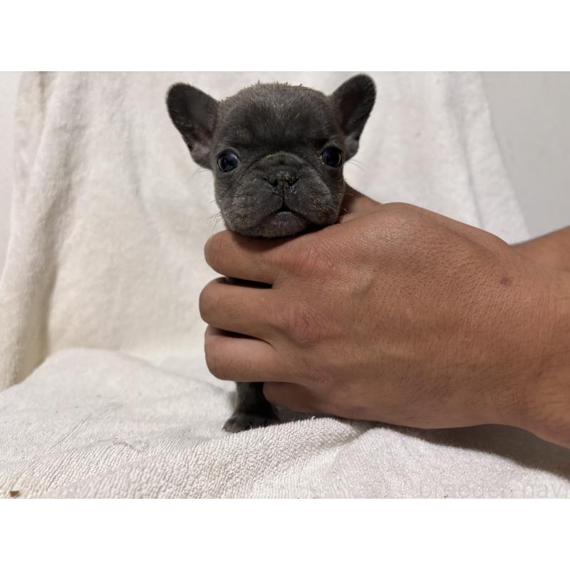 販売中の福岡県のフレンチブルドッグ-427111の3枚目