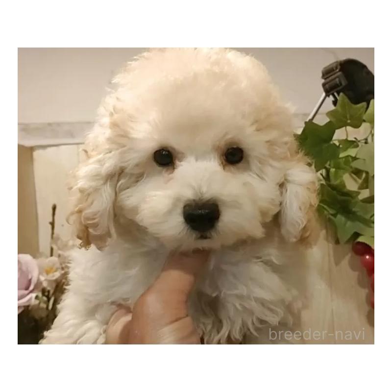 成約済の愛知県のタイニープードル-418778の11枚目