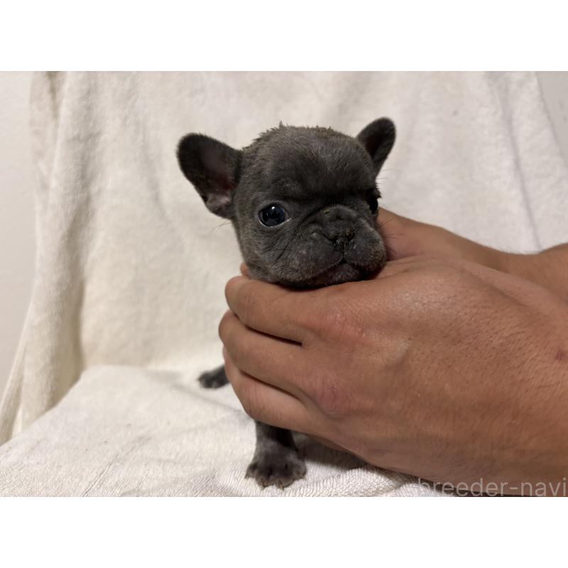販売中の福岡県のフレンチブルドッグ-427111の2枚目