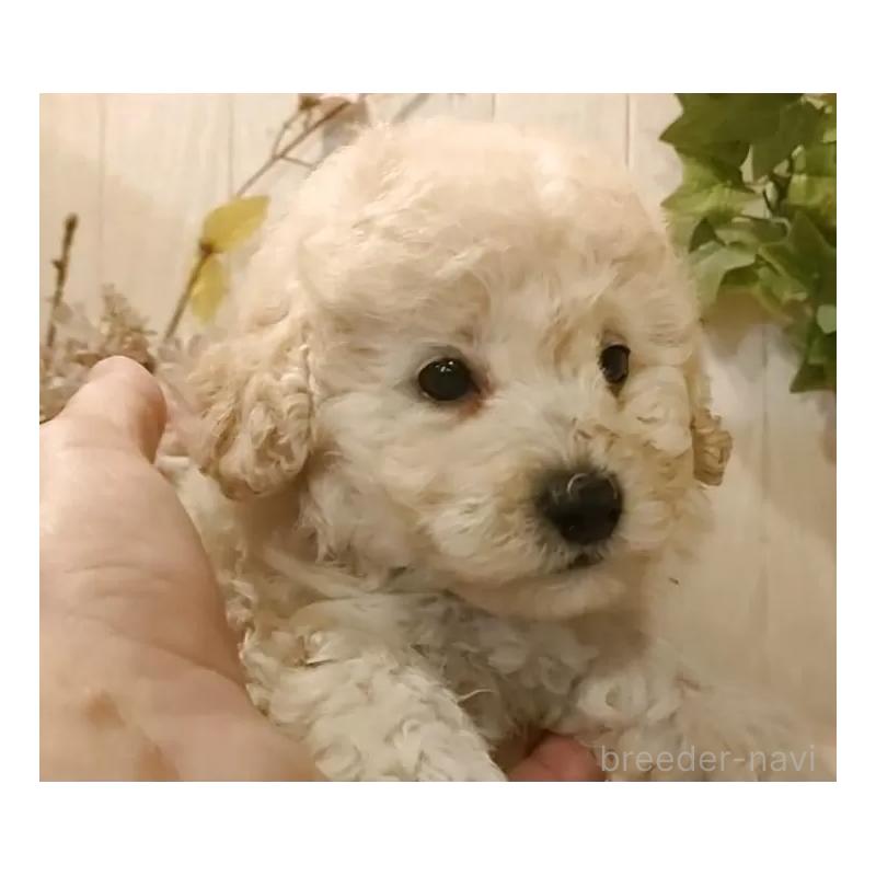 成約済の愛知県のタイニープードル-418778の10枚目