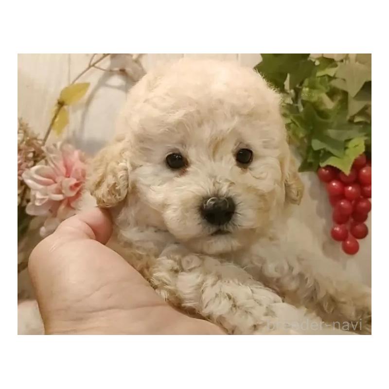 成約済の愛知県のタイニープードル-418778の6枚目