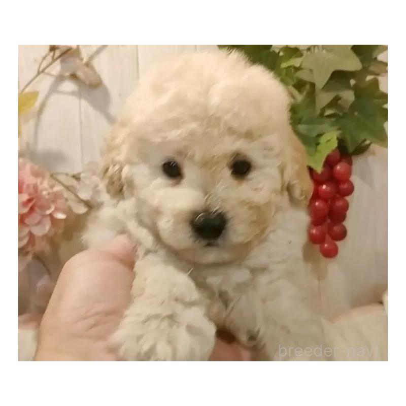 成約済の愛知県のタイニープードル-418778の5枚目