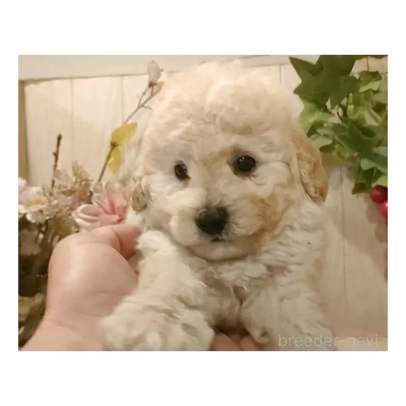 成約済の愛知県のタイニープードル-418778の4枚目