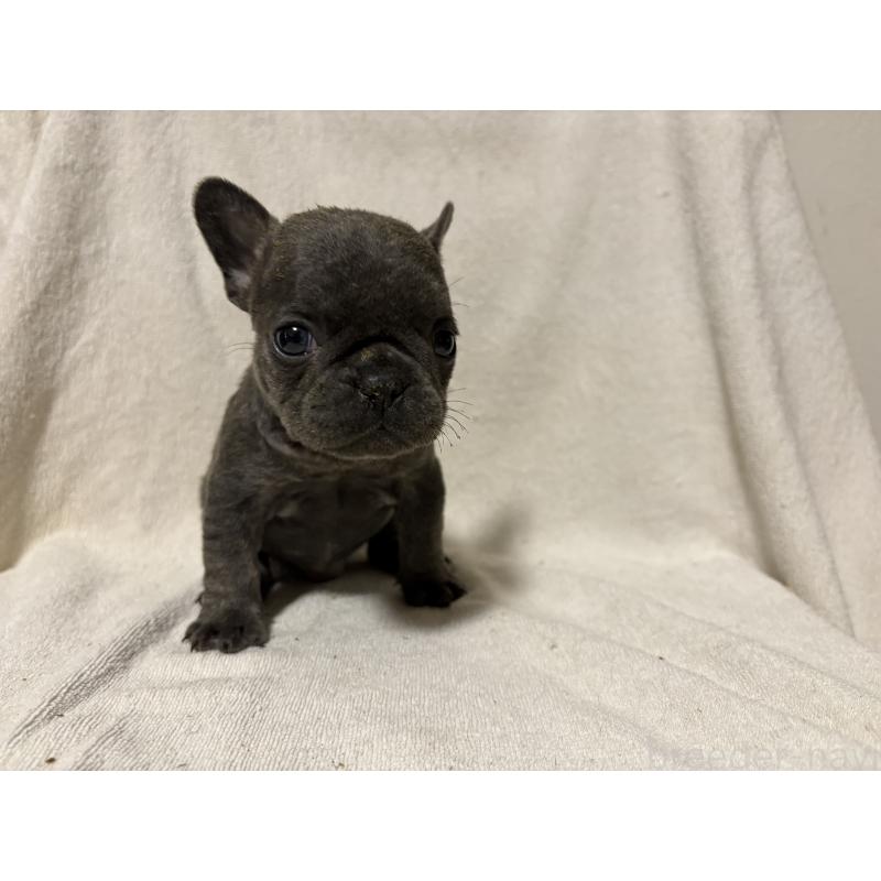 販売中の福岡県のフレンチブルドッグ-427113の5枚目