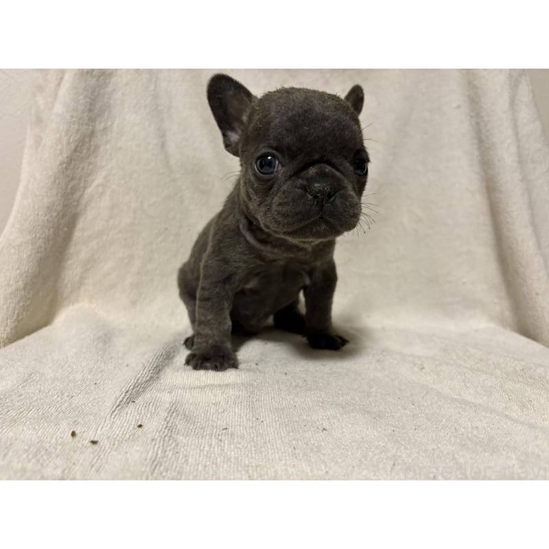 販売中の福岡県のフレンチブルドッグ-427113の4枚目