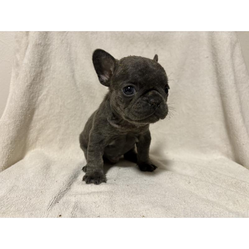 販売中の福岡県のフレンチブルドッグ-427113の3枚目