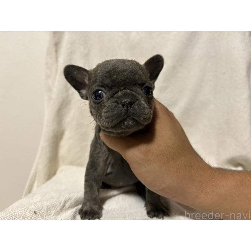 販売中の福岡県のフレンチブルドッグ-427113の2枚目