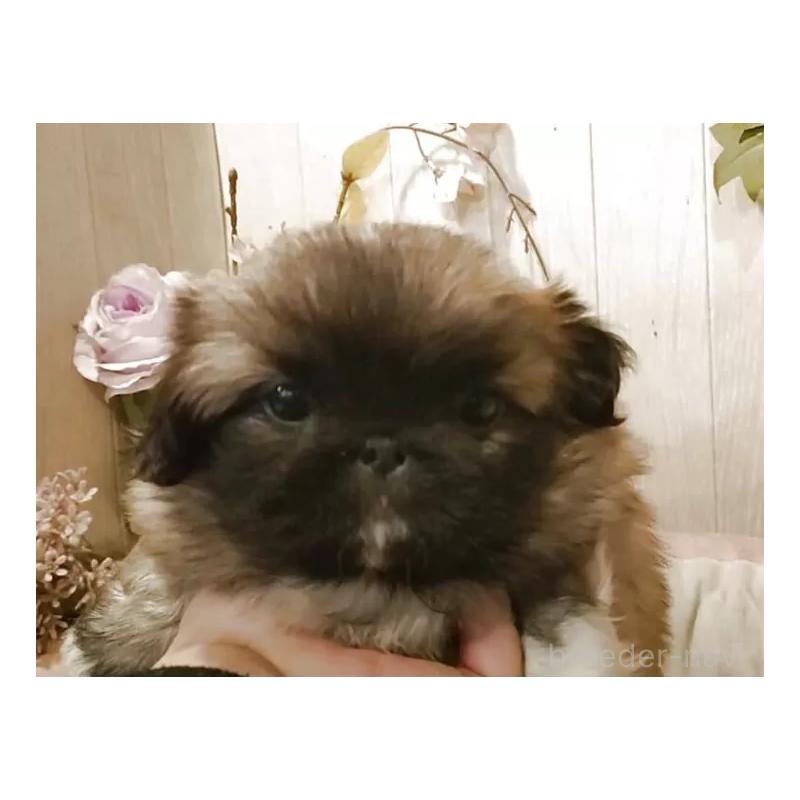 販売中の愛知県のペキニーズ-427115の9枚目