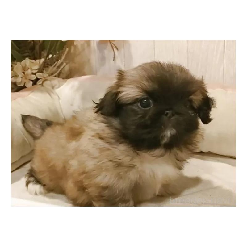 販売中の愛知県のペキニーズ-427115の8枚目