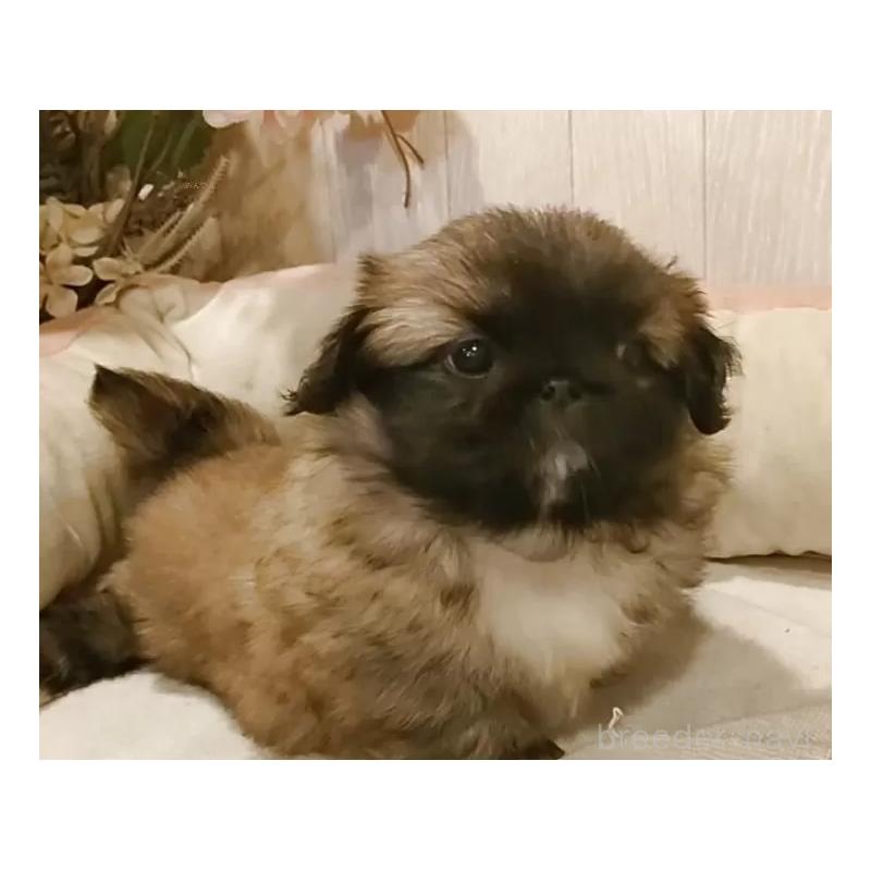 販売中の愛知県のペキニーズ-427115の7枚目