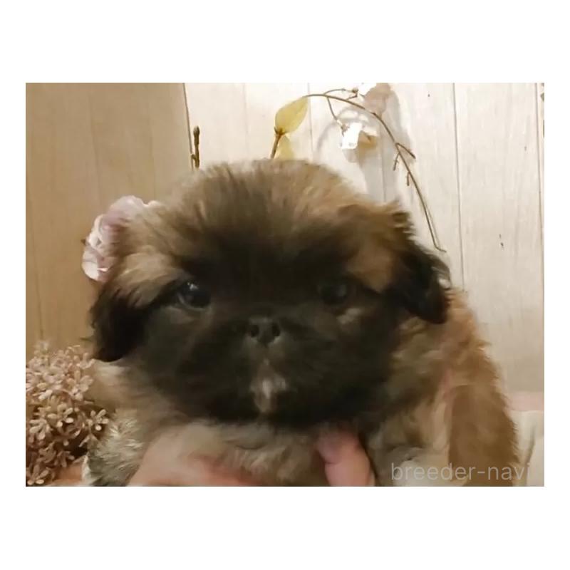 販売中の愛知県のペキニーズ-427115の6枚目