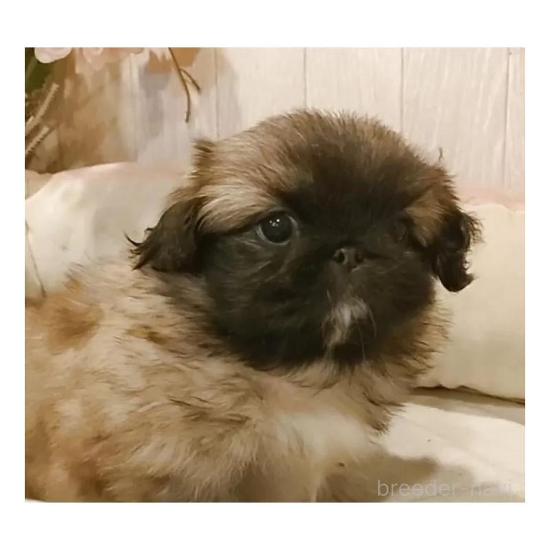 販売中の愛知県のペキニーズ-427115の5枚目