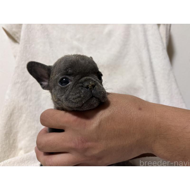 販売中の福岡県のフレンチブルドッグ-427114の5枚目
