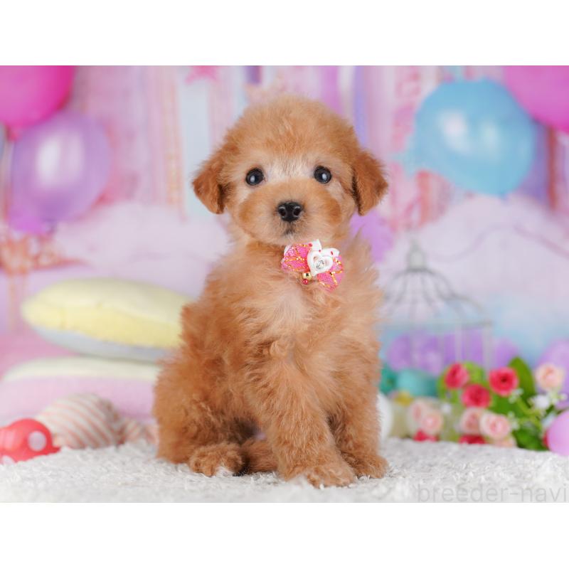 販売中の千葉県のタイニープードル-427295の8枚目