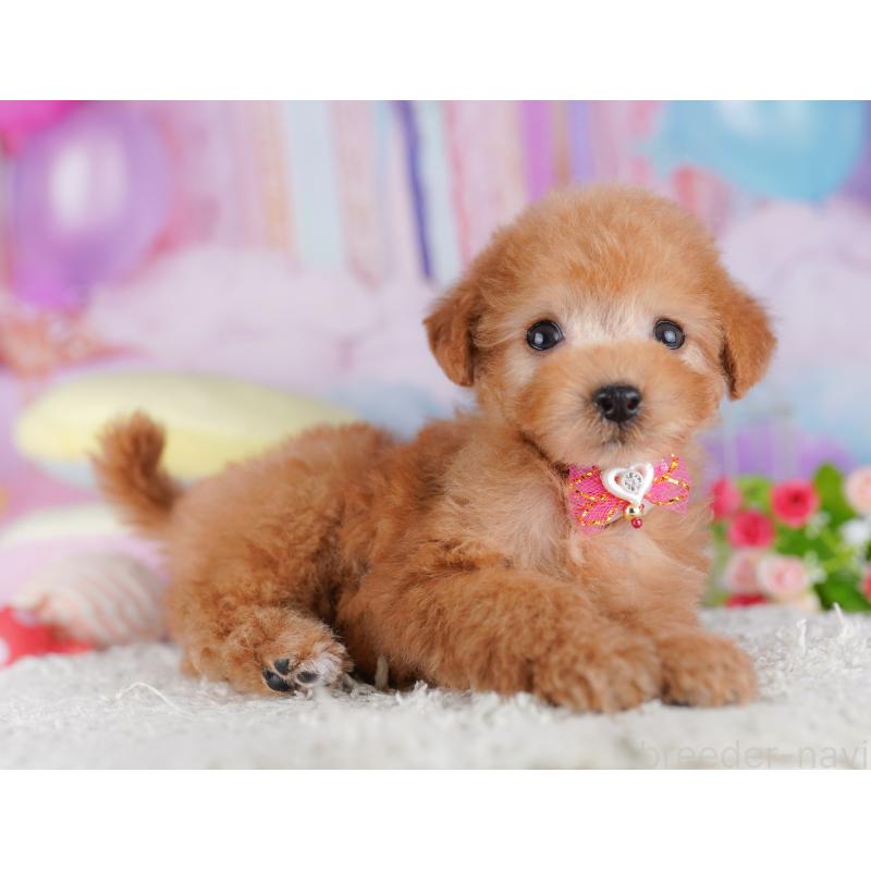 販売中の千葉県のタイニープードル-427295の7枚目