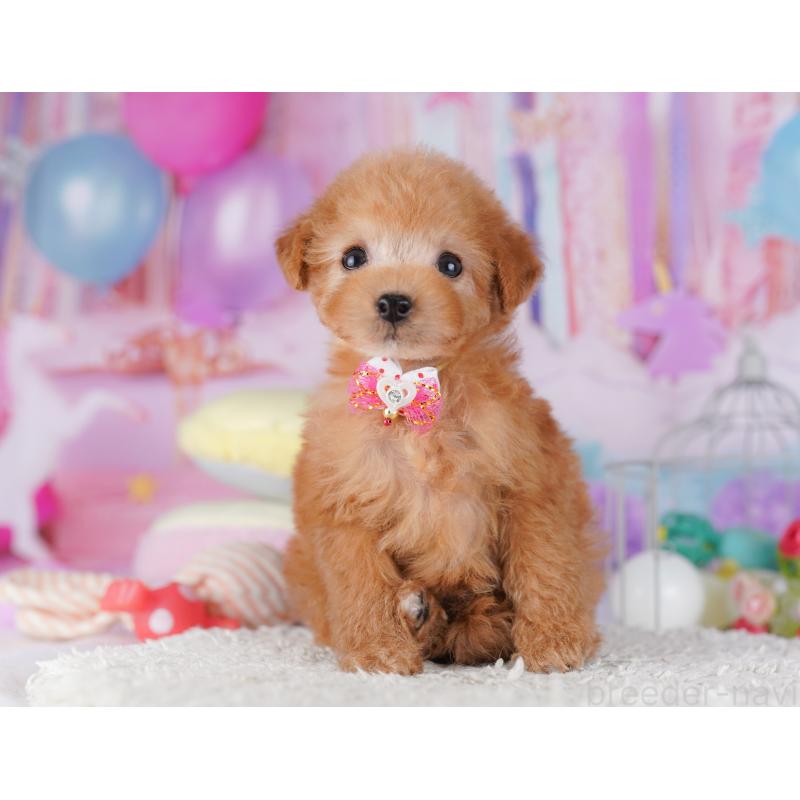 販売中の千葉県のタイニープードル-427295の6枚目