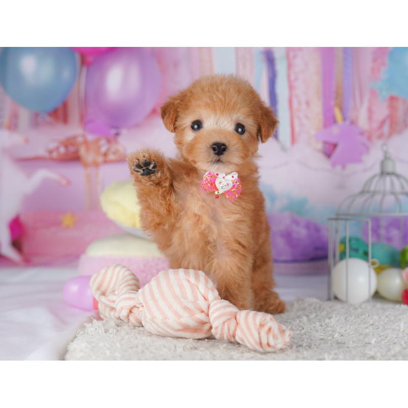 販売中の千葉県のタイニープードル-427295の5枚目