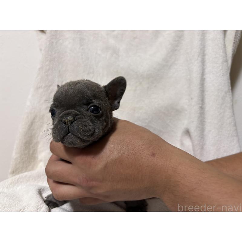 販売中の福岡県のフレンチブルドッグ-427114の3枚目
